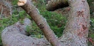Profile Thumbnail